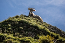 landwirdschaft